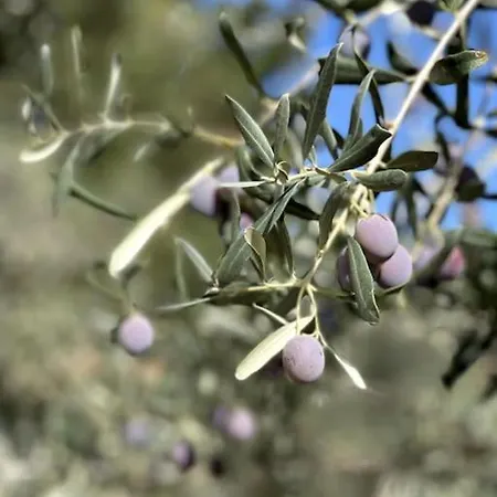 Oliveraie En Pleine Nature - Antalya Prázdninový dům